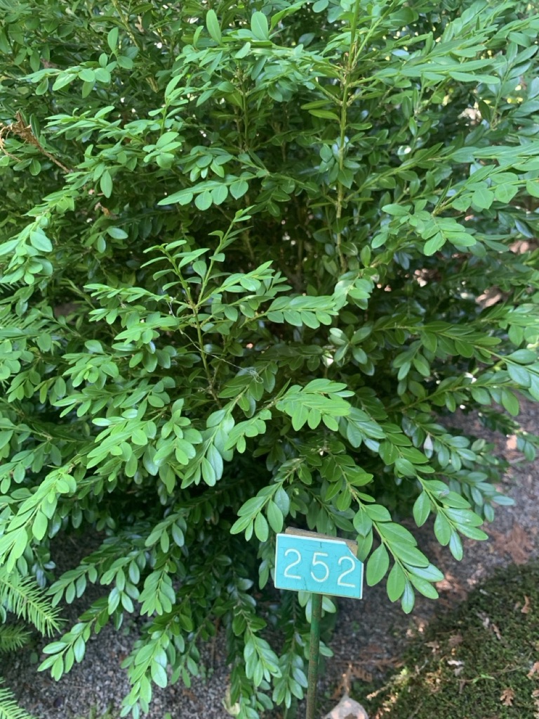 Image de la plante