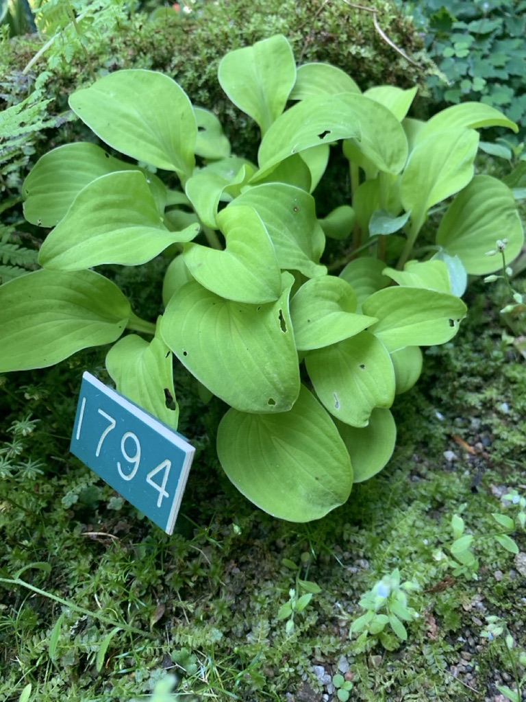 Image de la plante