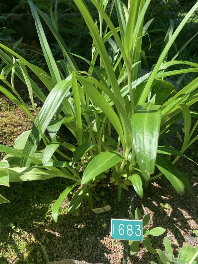 Image de la plante