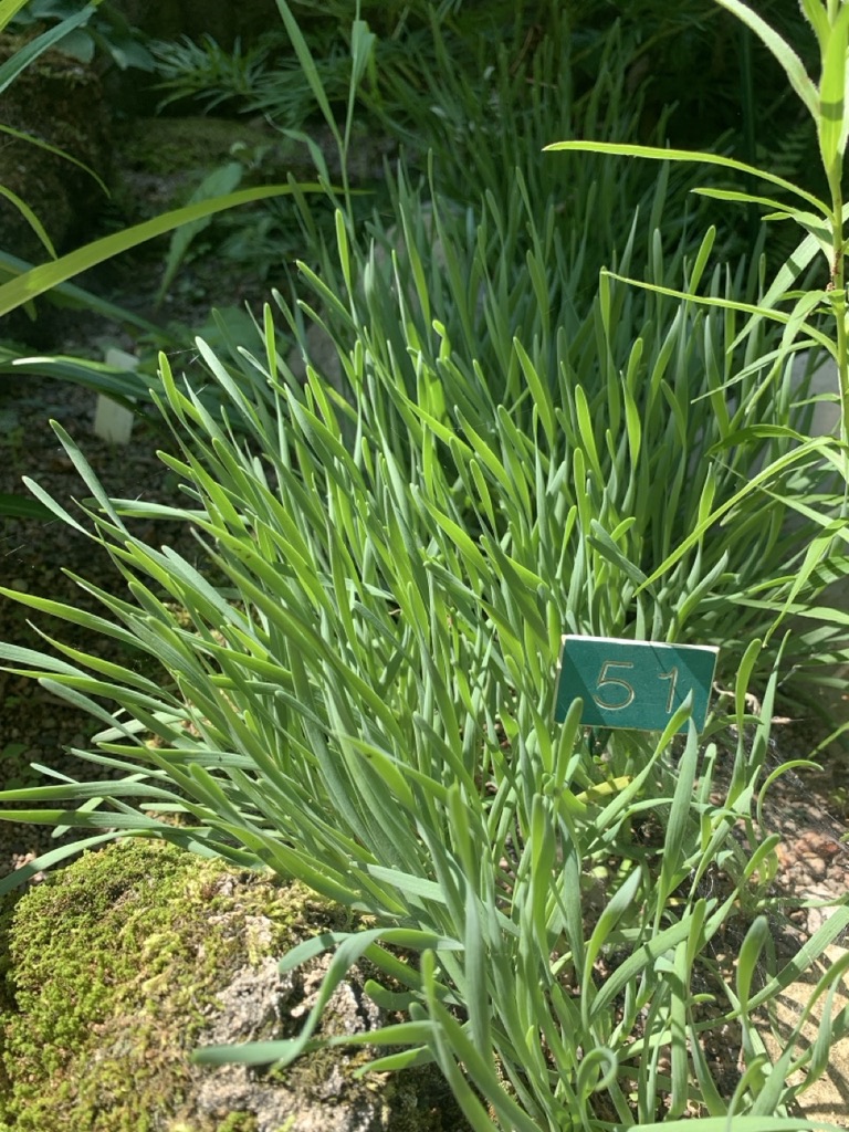 Image de la plante