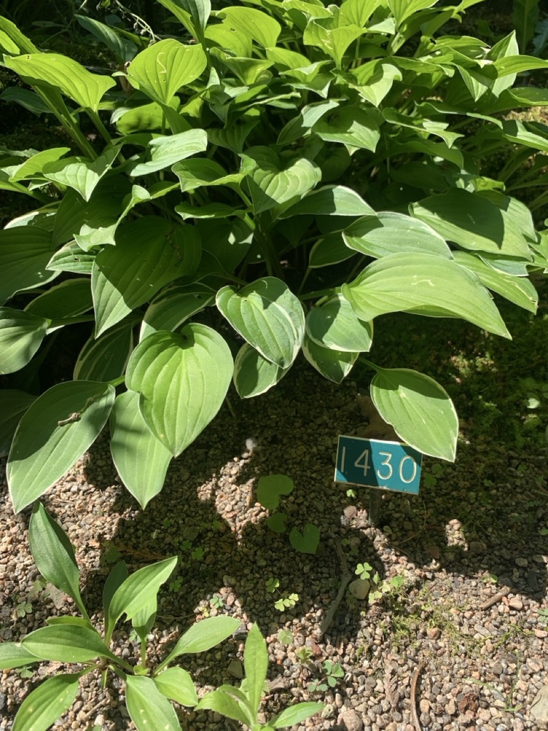 Image de la plante