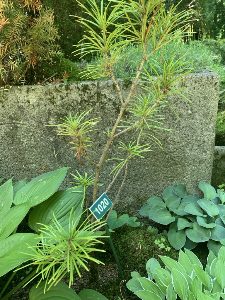 Image de la plante