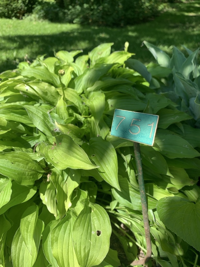 Image de la plante