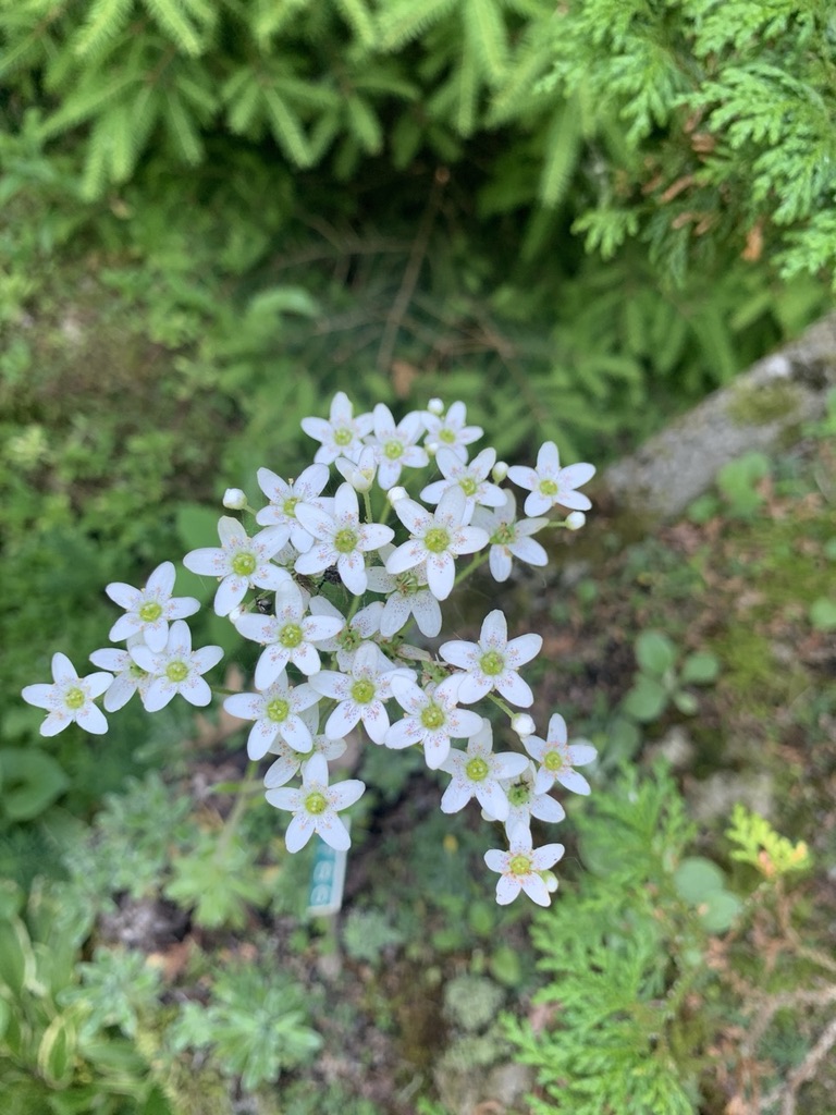 Image de la plante