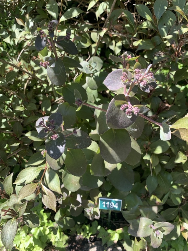 Image de la plante