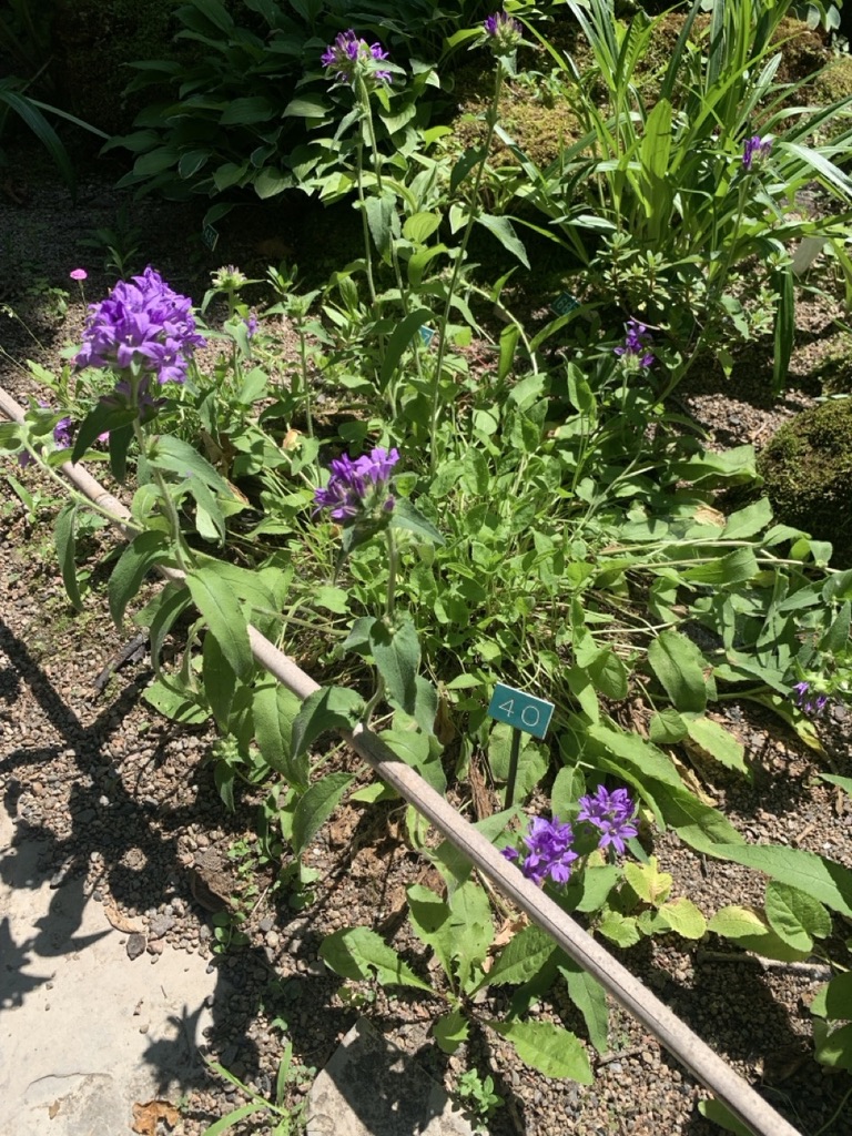 Image de la plante