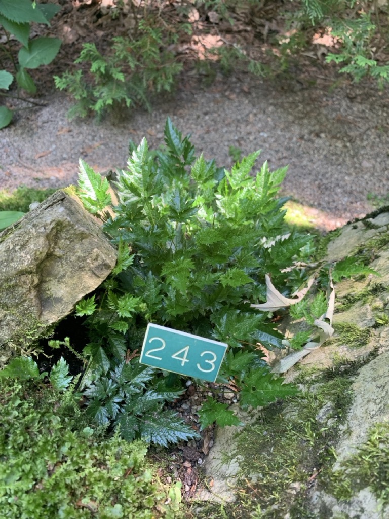 Image de la plante