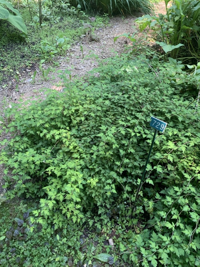 Image de la plante