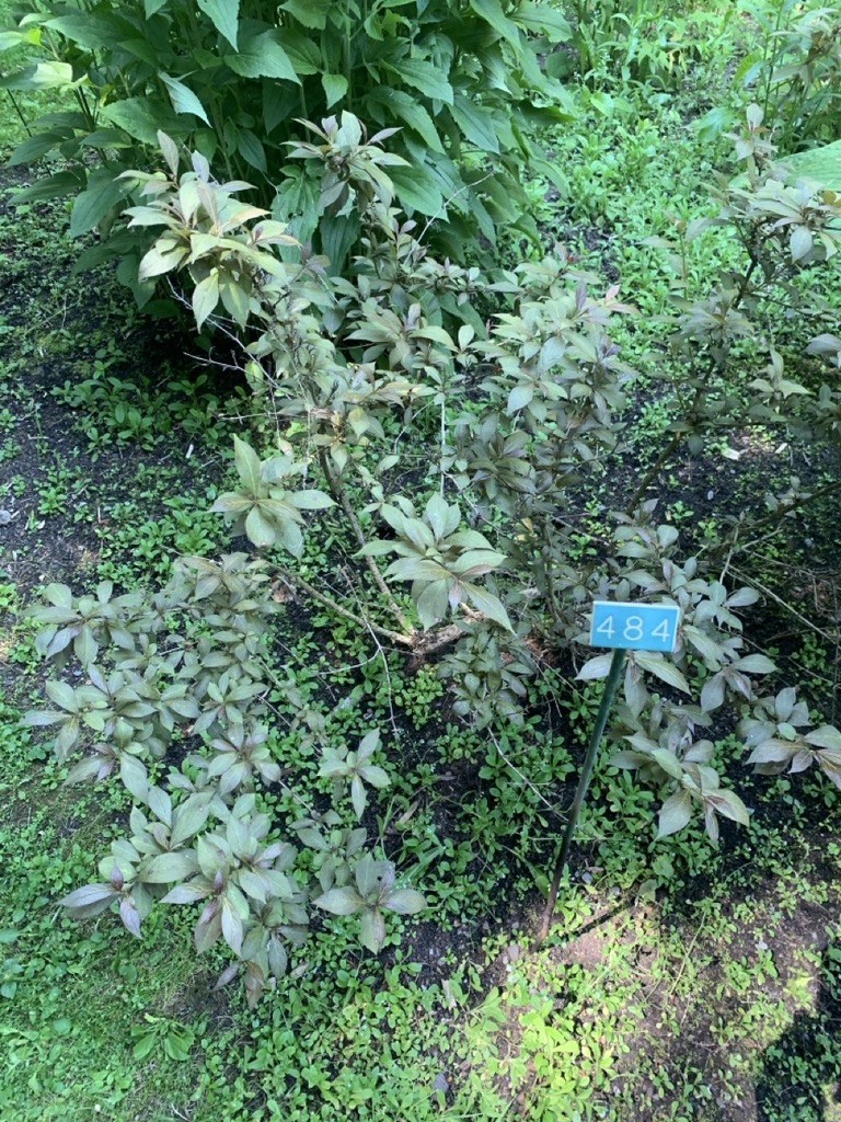 Image de la plante