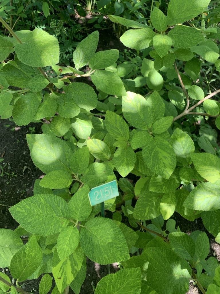 Image de la plante