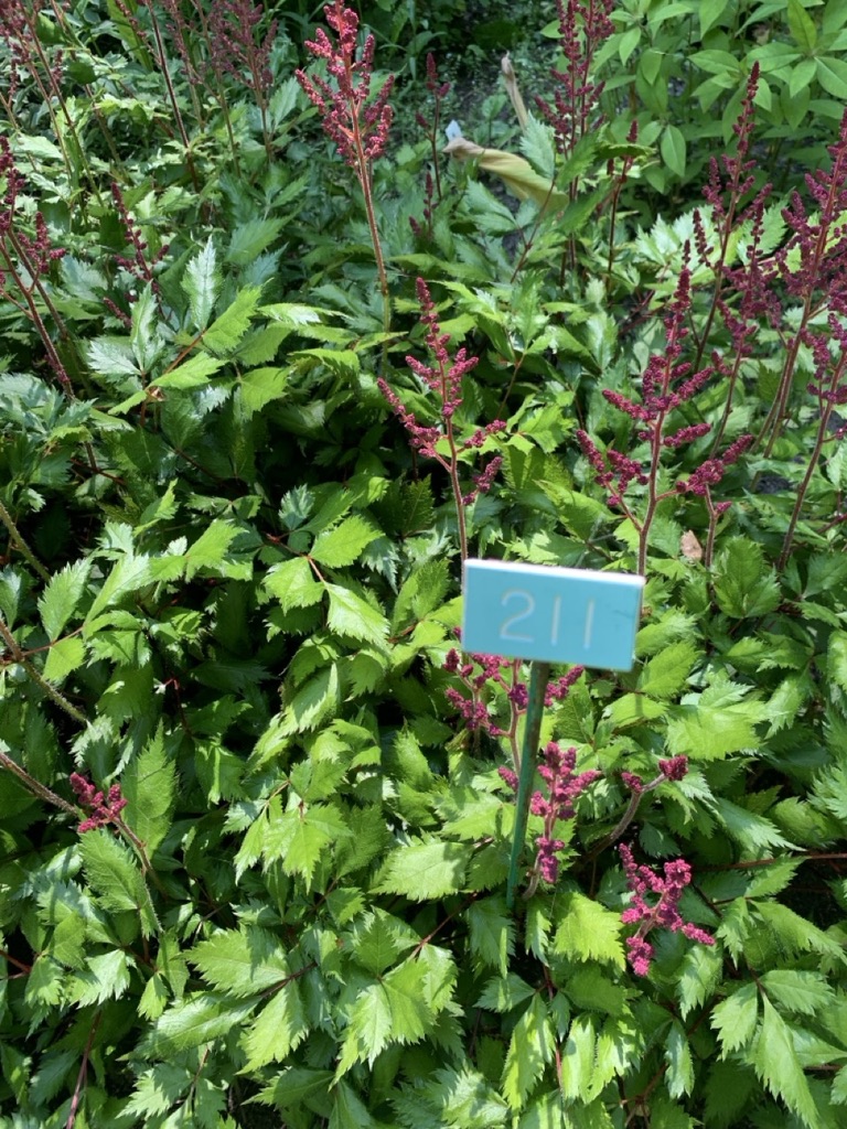 Image de la plante