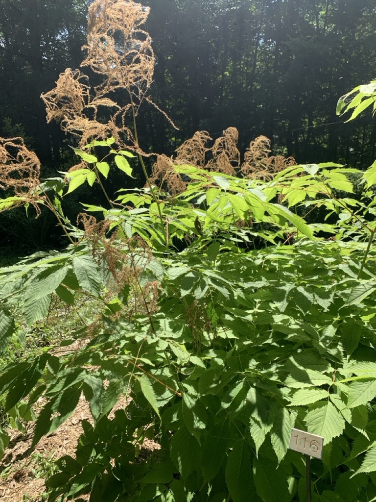 Image de la plante