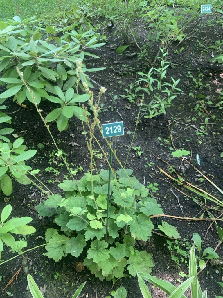 Image de la plante
