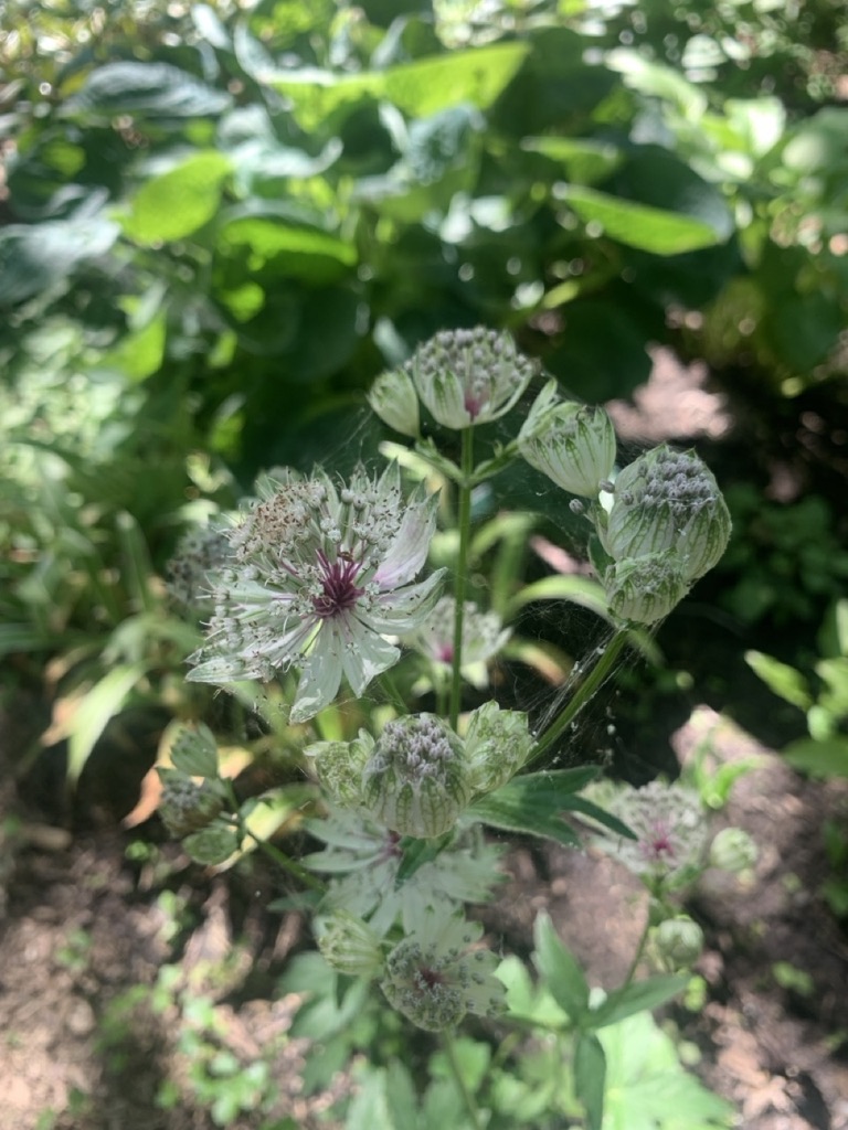 Image de la plante