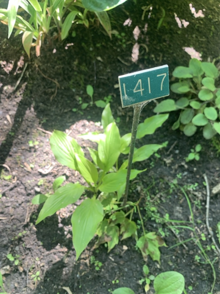 Image de la plante