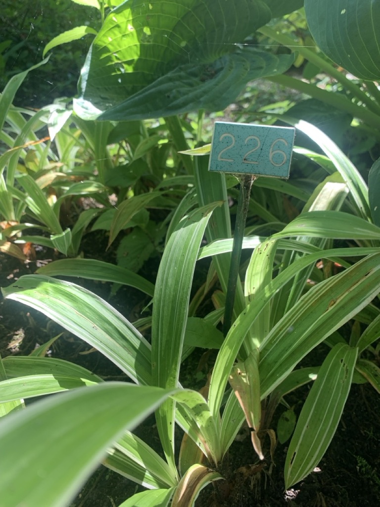 Image de la plante