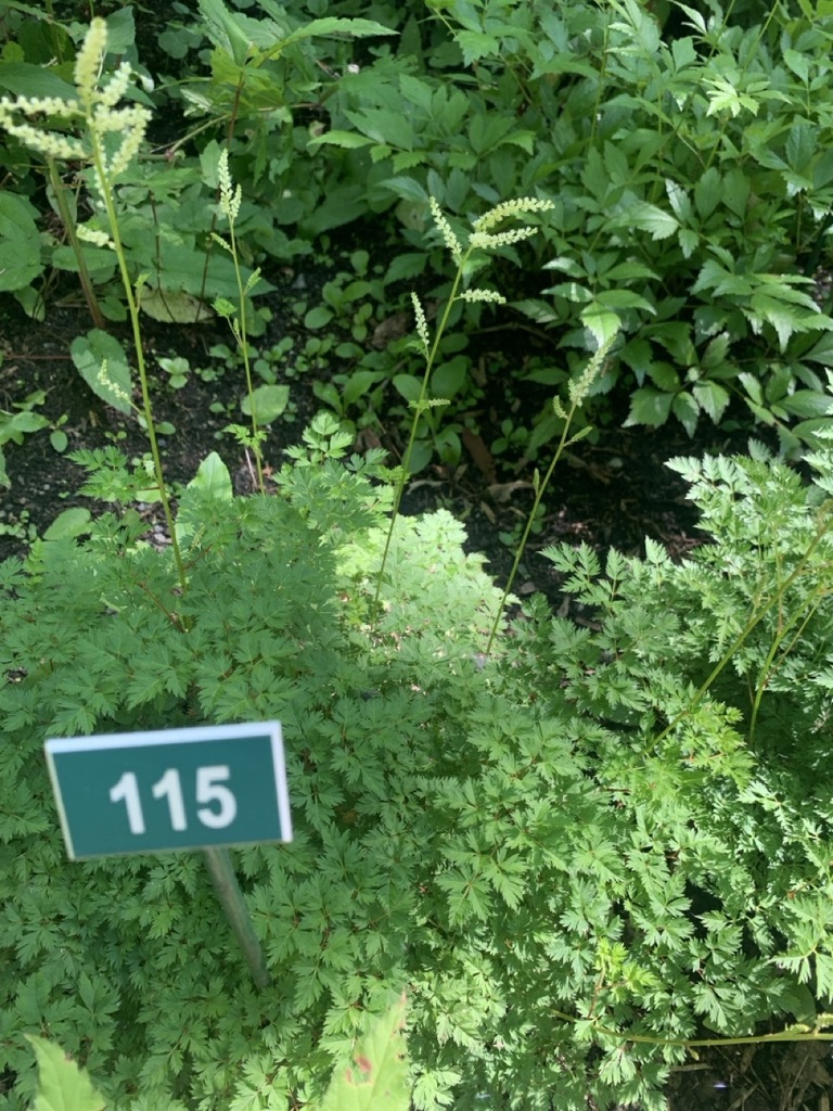 Image de la plante