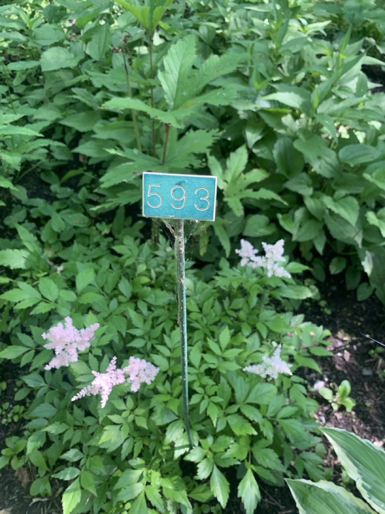Image de la plante
