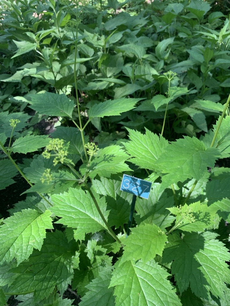 Image de la plante