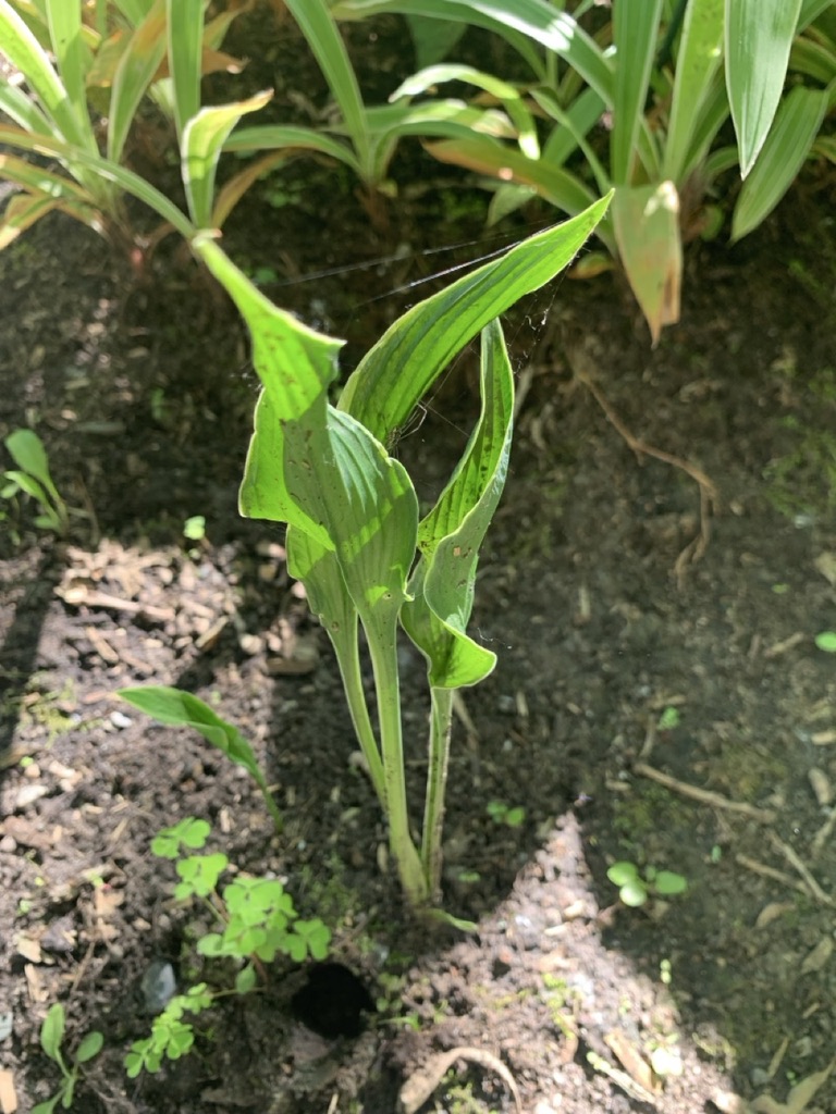 Image de la plante