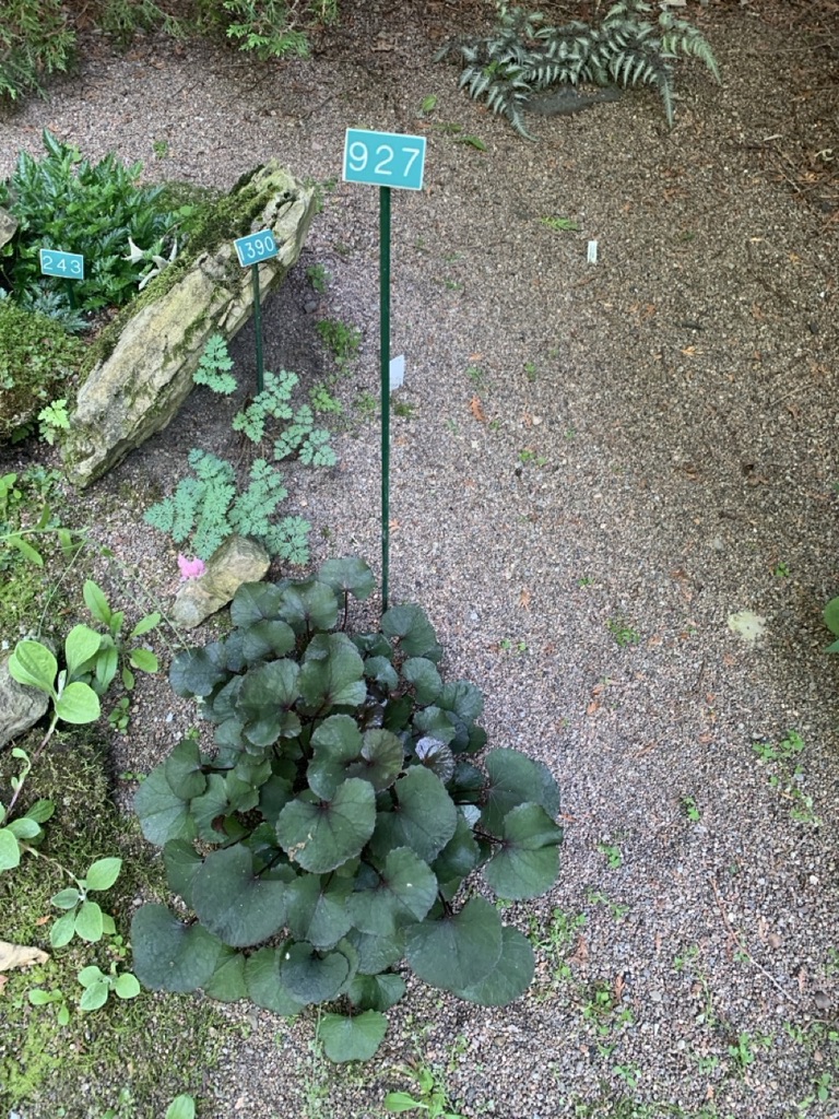 Image de la plante