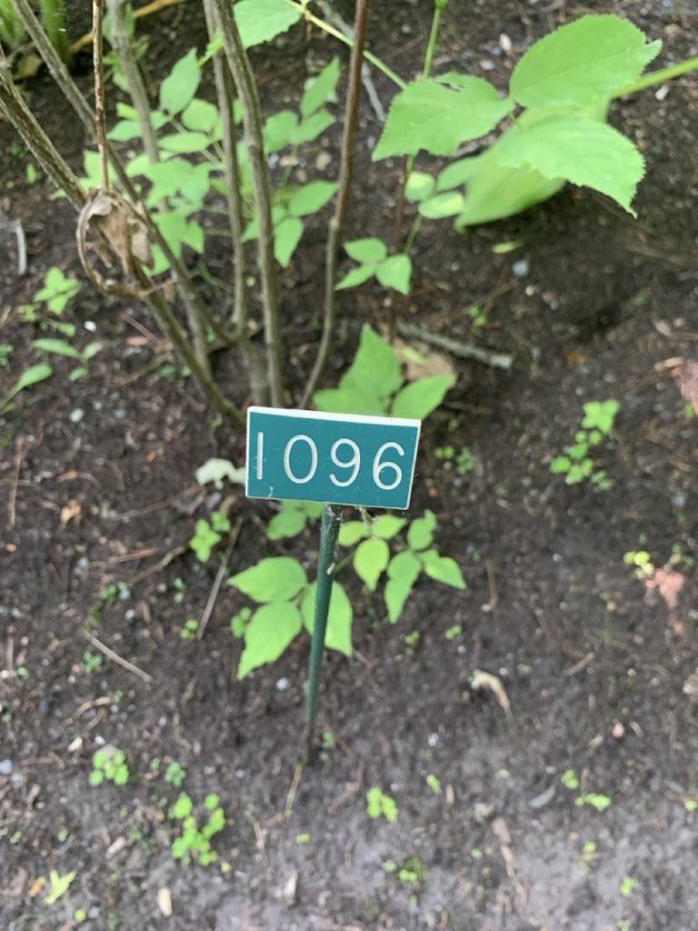 Image de la plante