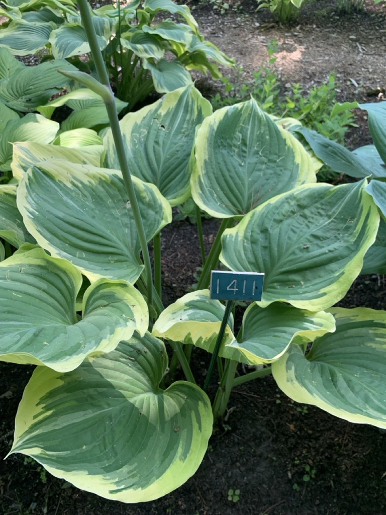 Image de la plante