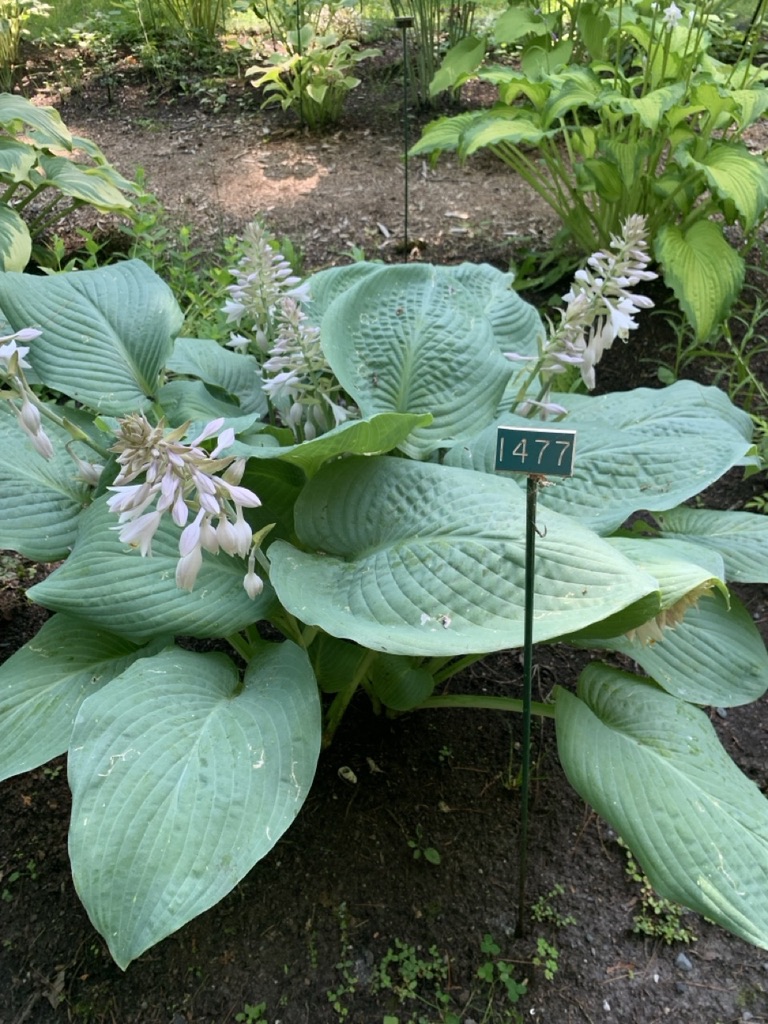 Image de la plante