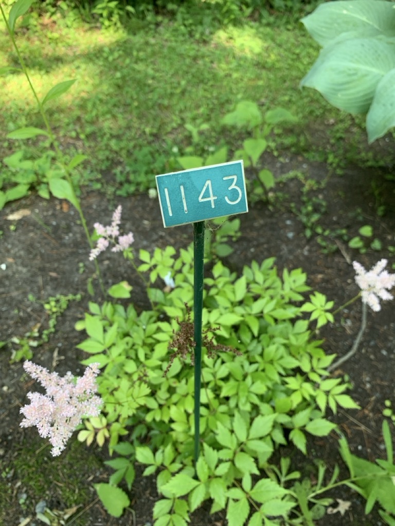 Image de la plante