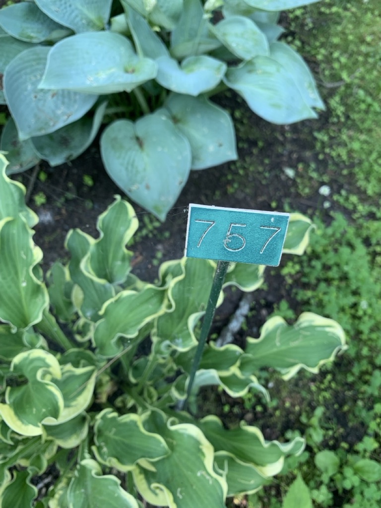 Image de la plante