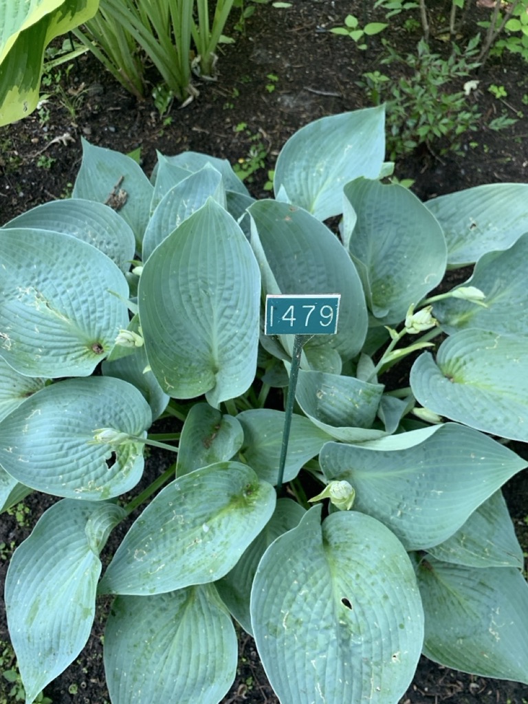 Image de la plante