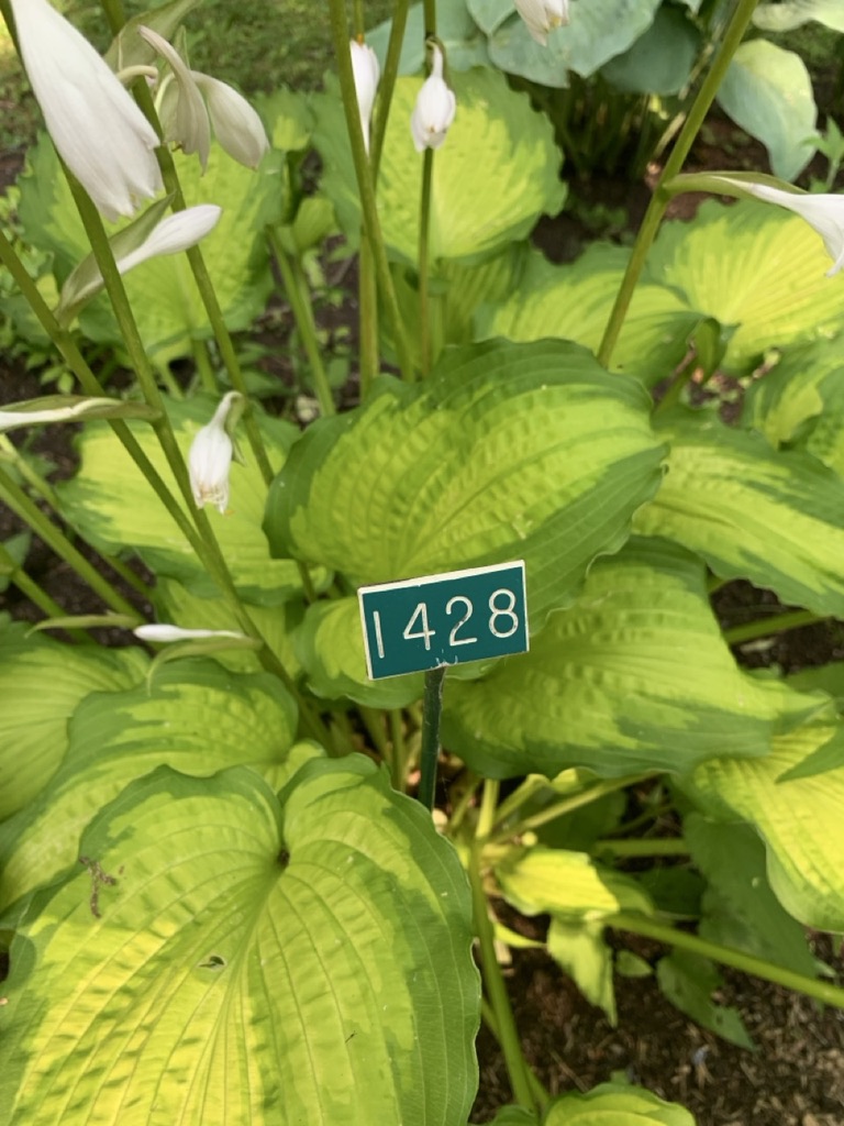 Image de la plante