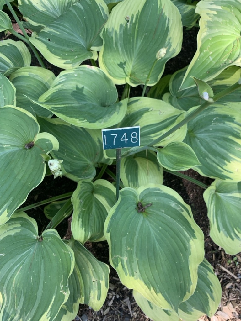 Image de la plante