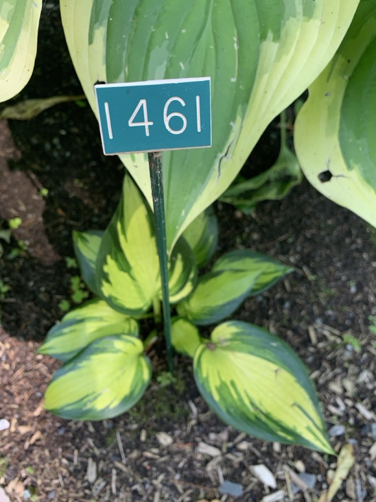 Image de la plante