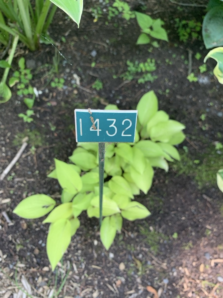 Image de la plante