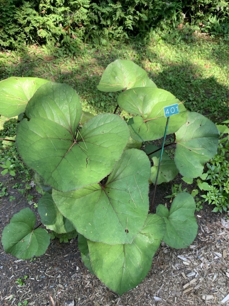 Image de la plante