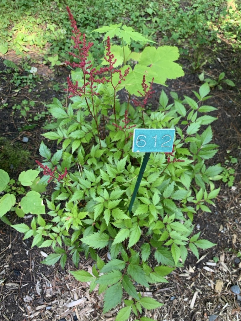 Image de la plante