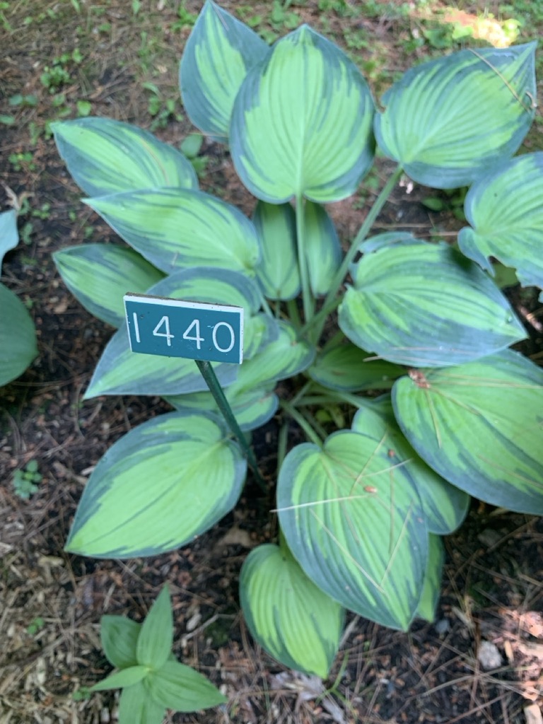Image de la plante