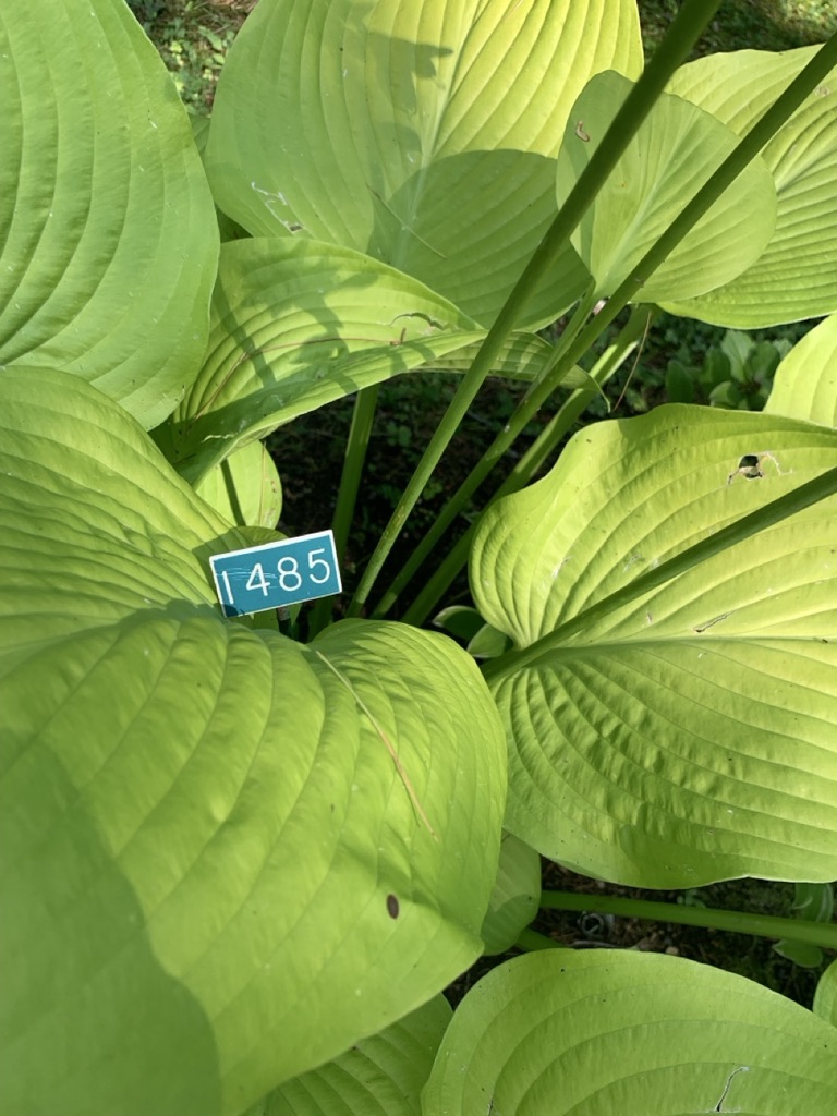 Image de la plante