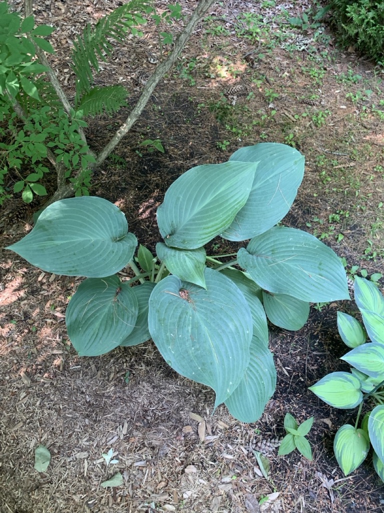 Image de la plante