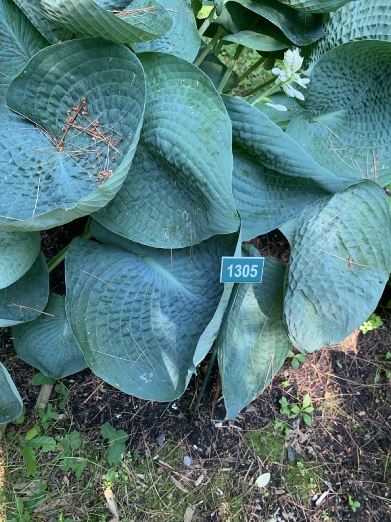 Image de la plante