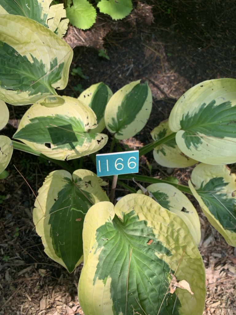 Image de la plante
