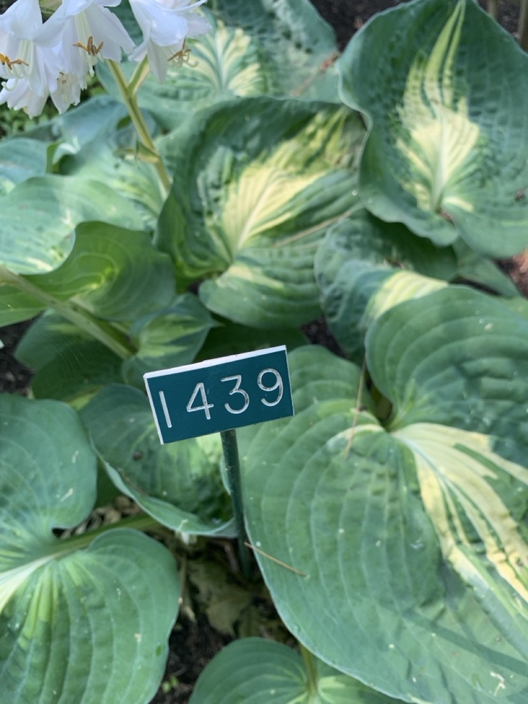 Image de la plante
