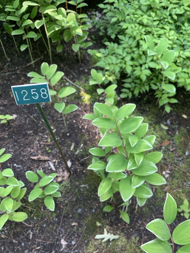 Image de la plante