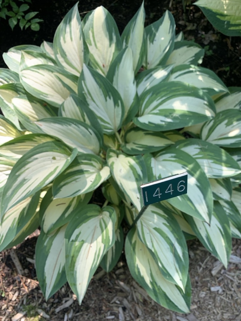 Image de la plante