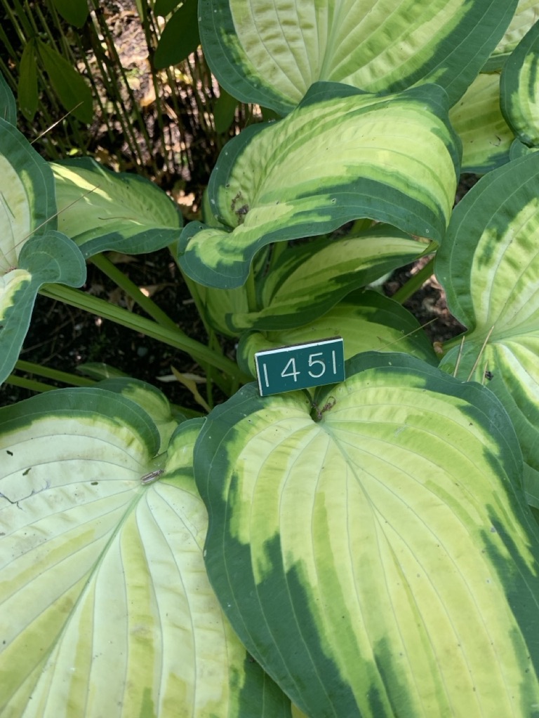 Image de la plante