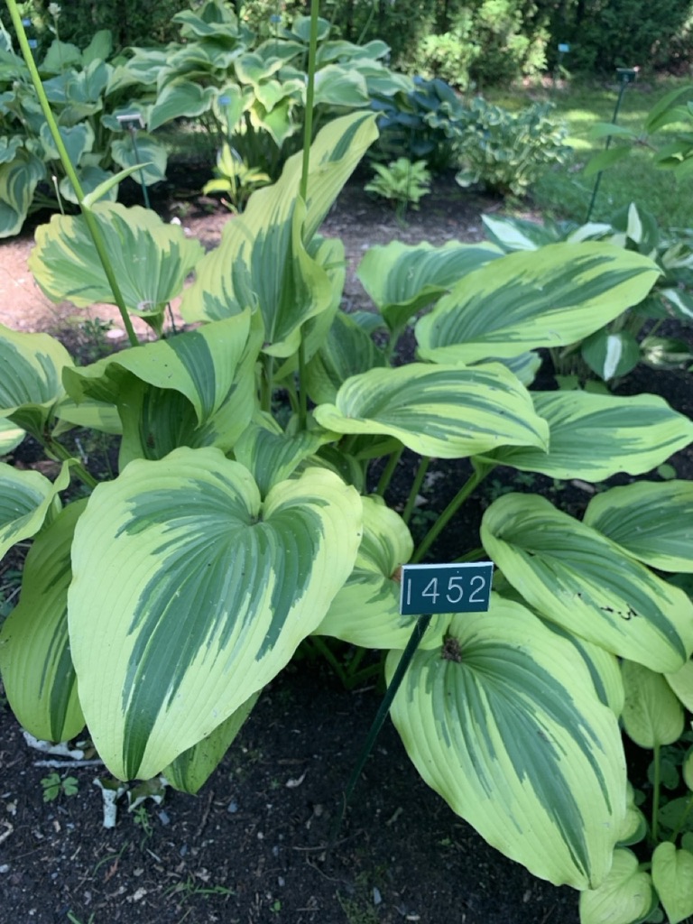 Image de la plante