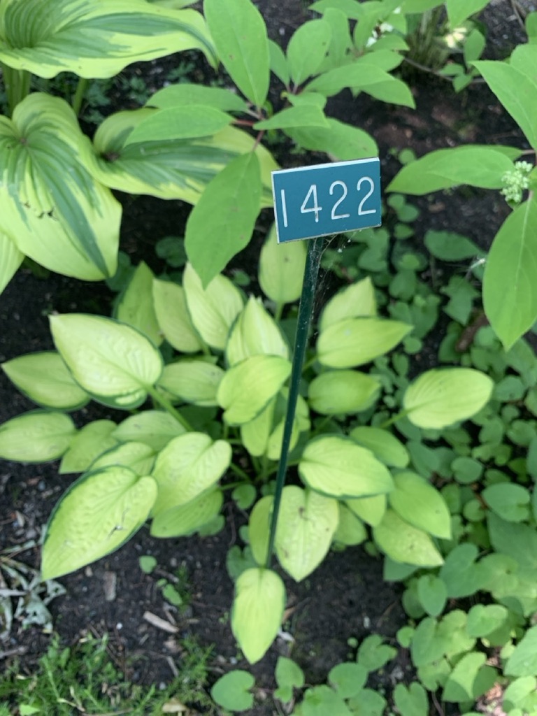 Image de la plante