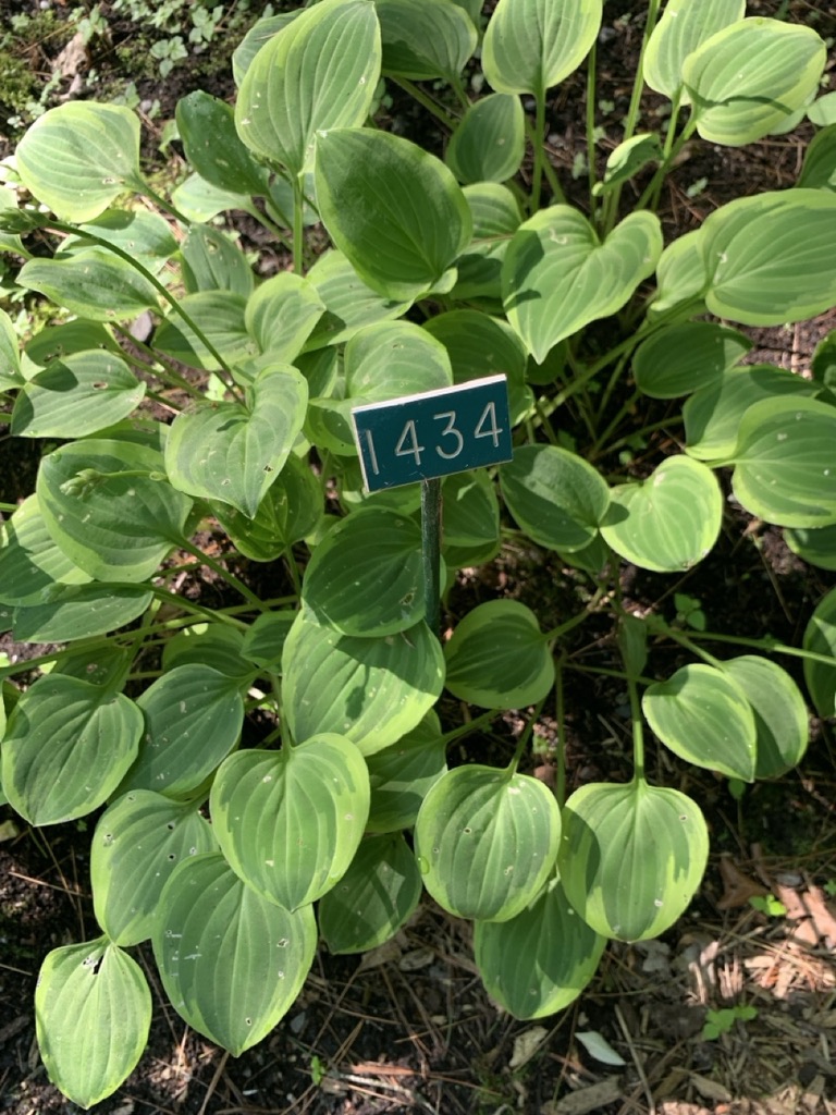 Image de la plante