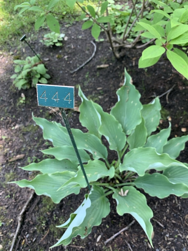 Image de la plante